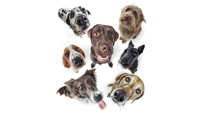 πρέπει-η-στείρωση-να-είναι-υποχρεωτικ-562850590