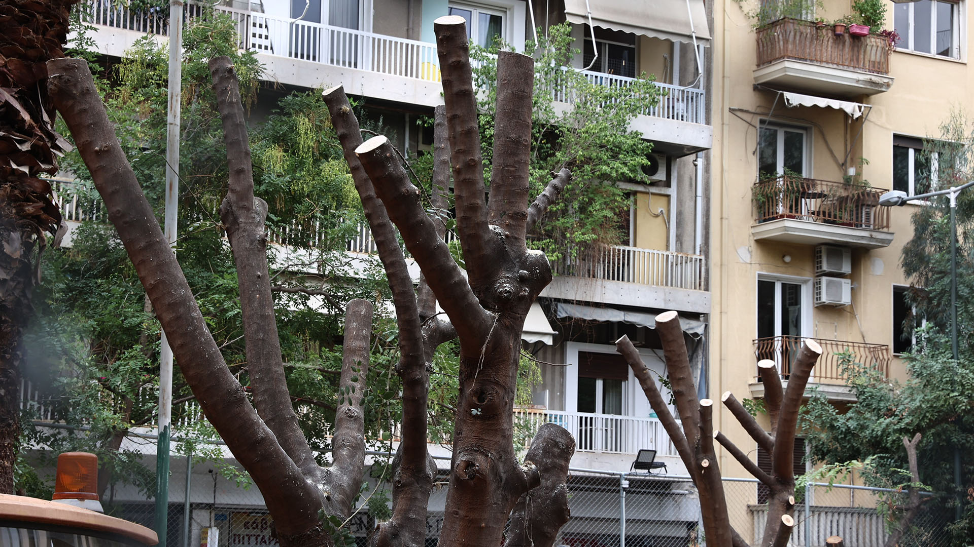 Τι απέγιναν τα δέντρα των Εξαρχείων-1