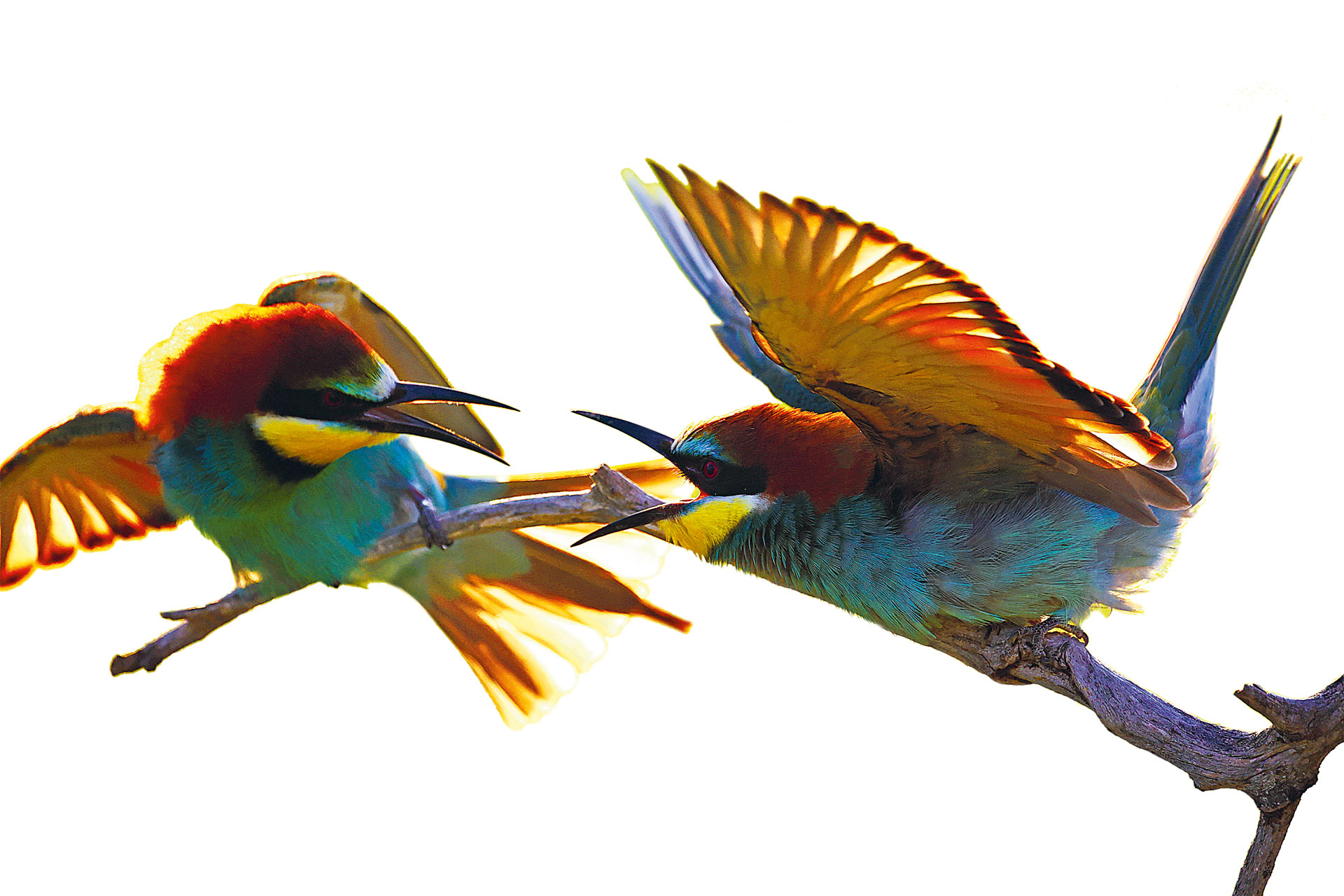 Ο σαιξπηρικός κόσμος της άγριας ζωής-1