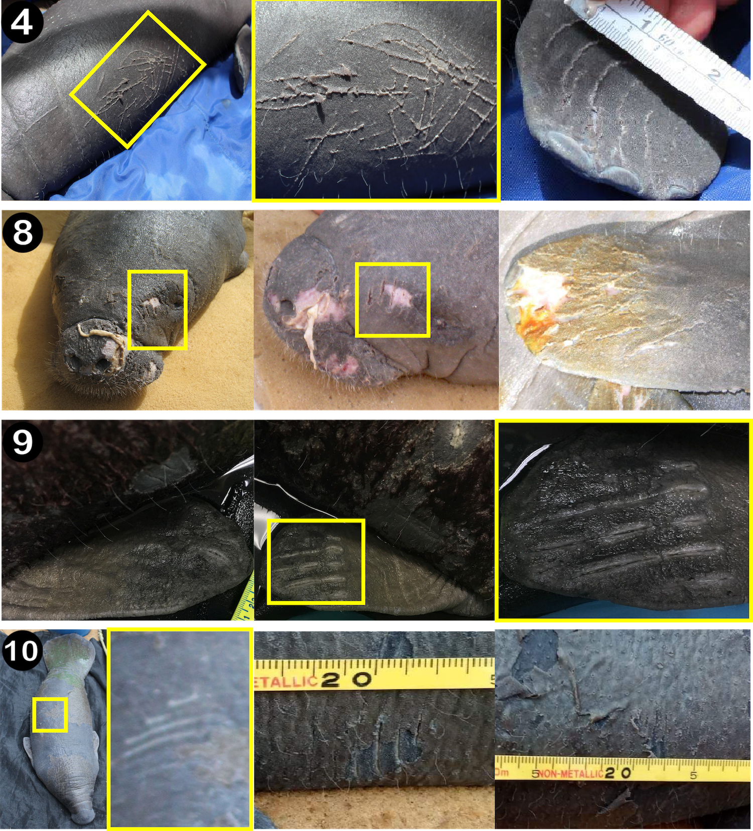Γιατί τα δελφίνια «φέρονται σαν… κόπανοι» και επιτίθενται στα μωρά μανάτους;-1