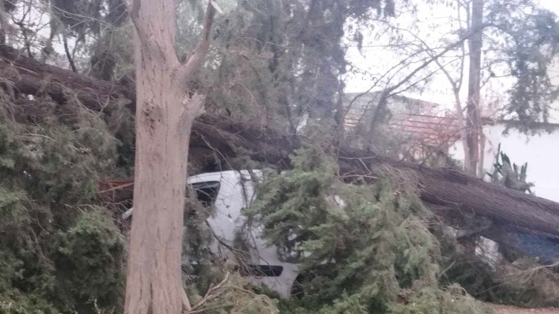 Κακοκαιρία: Πτώσεις δέντρων σε Φιλοθέη και Ψυχικό – Διακοπές ρεύματος-2