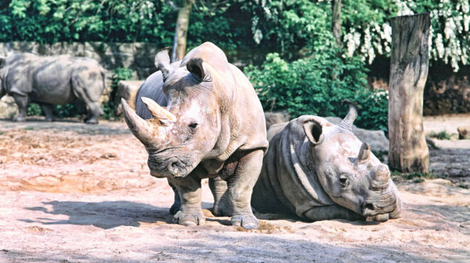 ελπίδες-διάσωσης-απειλούμενων-ρινόκ-562846930