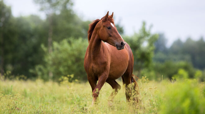 γρεβενά-αγνωστοι-σκότωσαν-και-τεμάχι-562834915