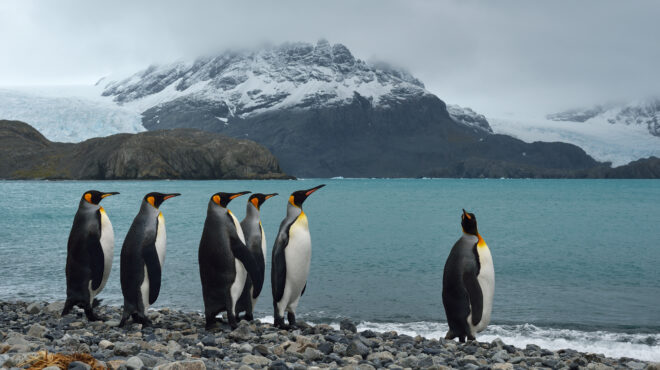 η-γρίπη-των-πτηνών-απειλεί-τους-πιγκου-562857166