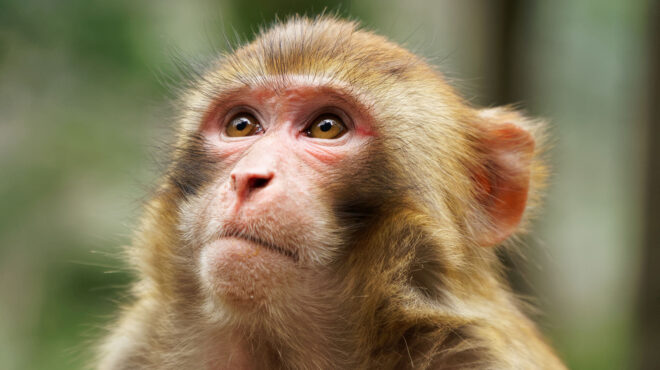 κλωνοποιημένος-πίθηκος-επιβιώνει-γι-562832974