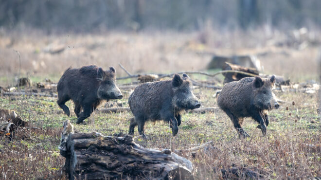 σέρρες-συναγερμός-μετά-την-εμφάνιση-κ-562836079