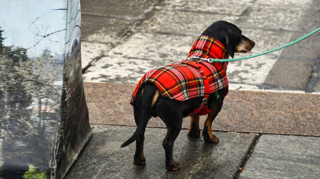 ιταλία-τεστ-dna-θα-προδίδει-ιδιοκτήτε-562834519