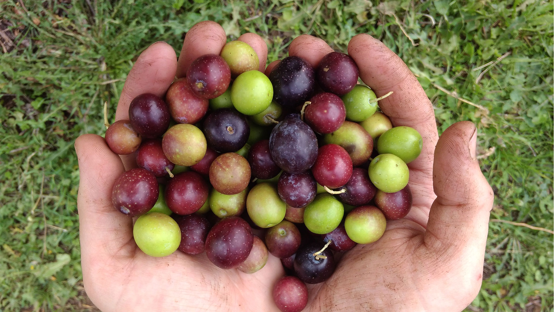 Konos: Βραβείο ελαιολάδου σε ένα κτήμα του Έβρου που επλήγη από τις φωτιές του καλοκαιριού-3