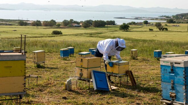 ένα-θυμαρίσιο-μέλι-από-τη-λήμνο-ανώτερ-562829887