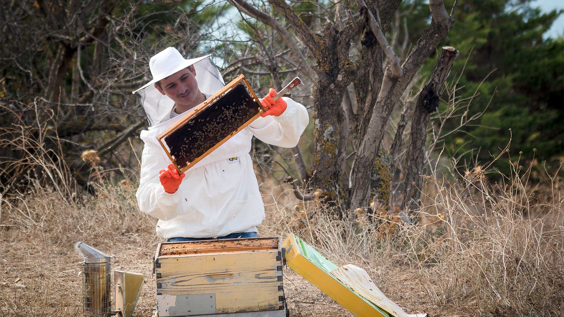 Ένα θυμαρίσιο μέλι από τη Λήμνο ανώτερο και από το περίφημο Μανούκα!-2