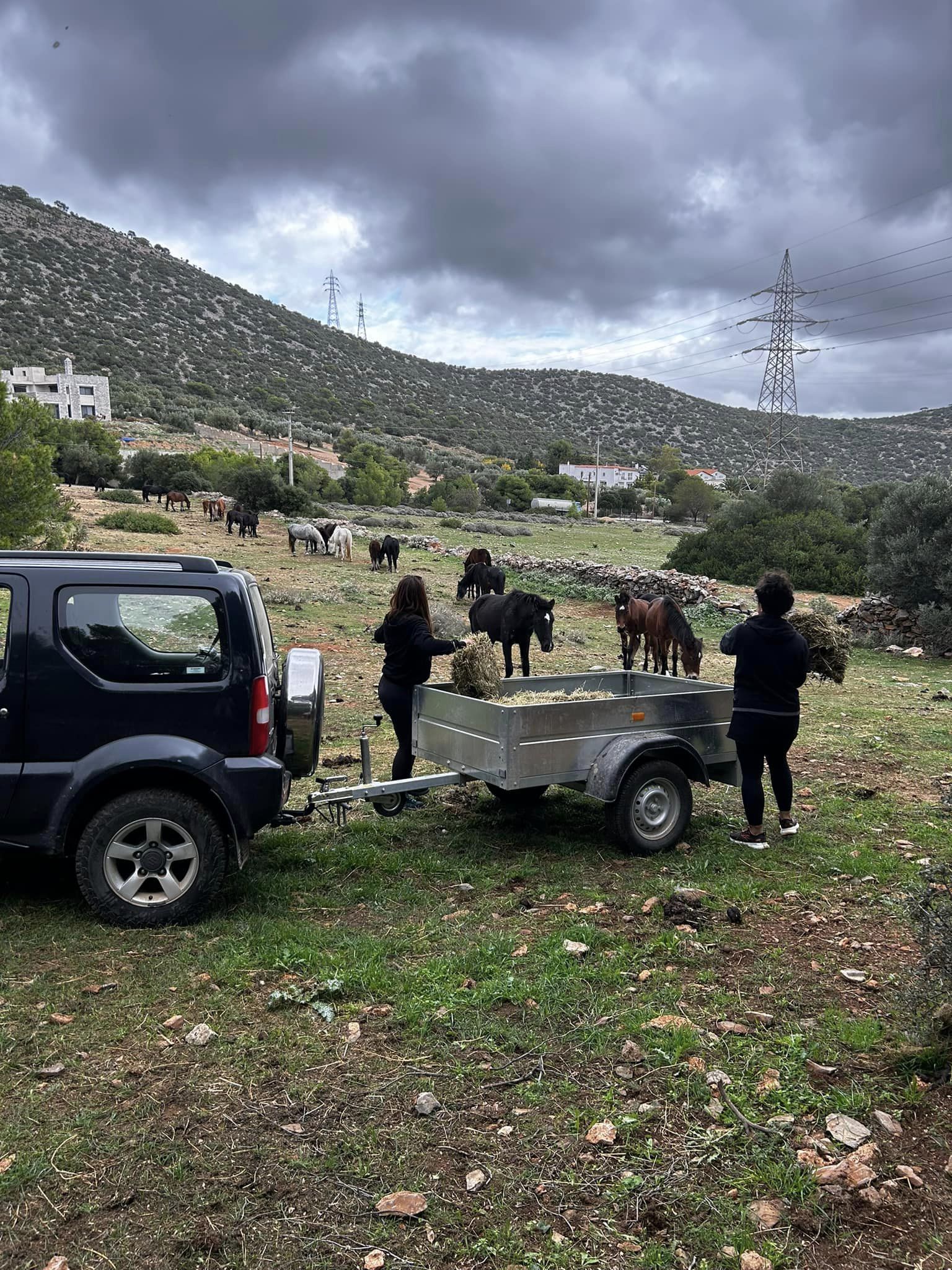 Κοπάδια με αδέσποτα άλογα στις παρυφές του Υμηττού-3