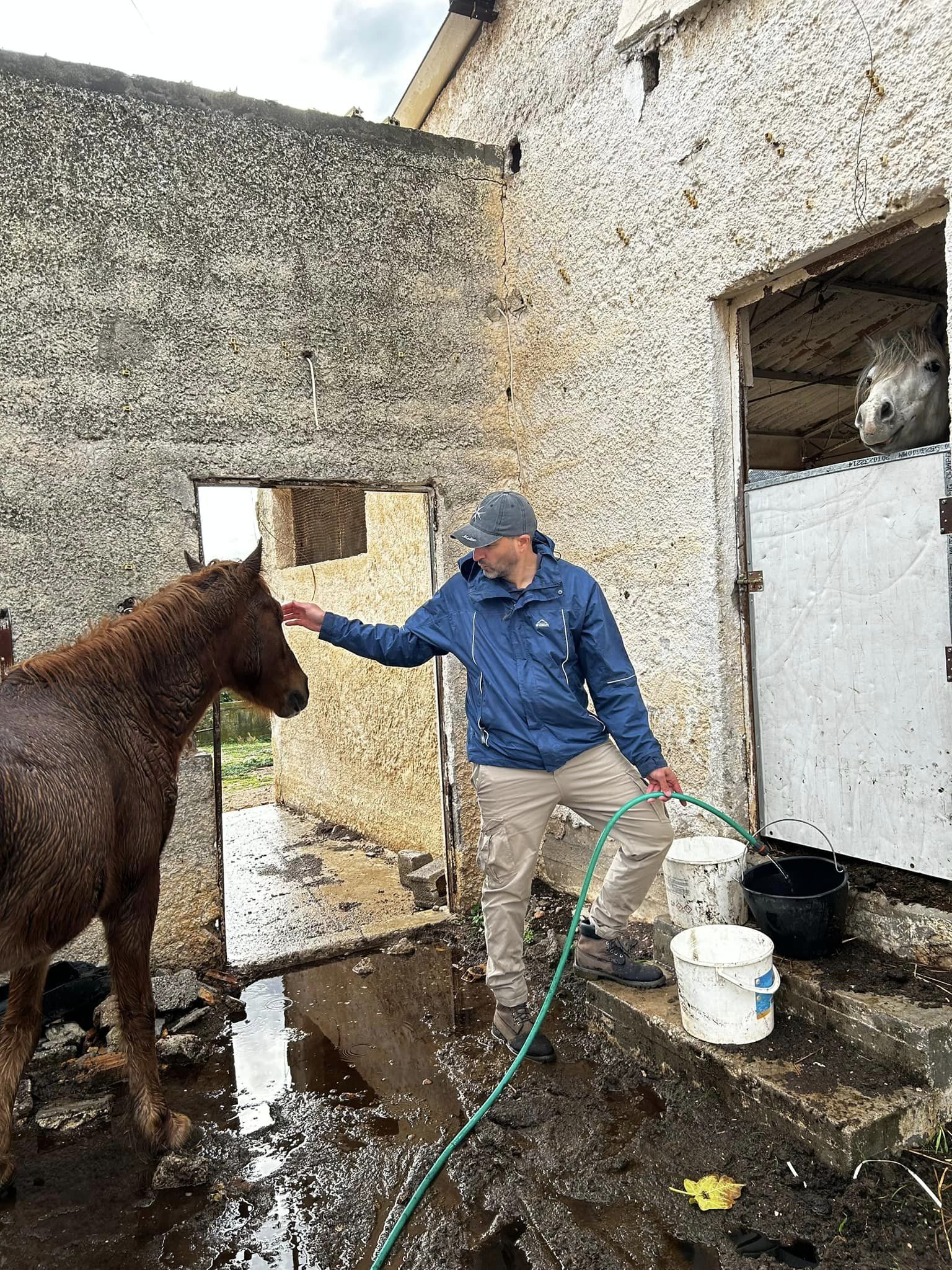 Κοπάδια με αδέσποτα άλογα στις παρυφές του Υμηττού-1
