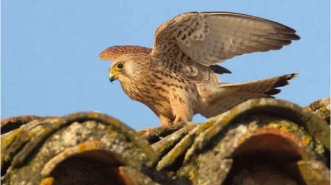 σε-terra-incognita-θα-έρθουν-τα-κιρκινέζια-562811677