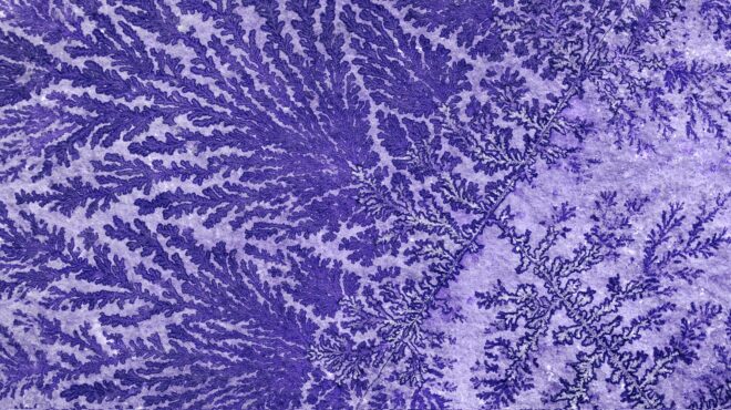 σπάνιο-και-αλλόκοτο-απολίθωμα-αποκ-562870603