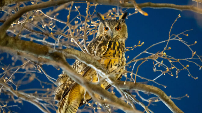 τι-σκότωσε-τον-φλάκο-το-μανχάταν-θρηνε-562908232