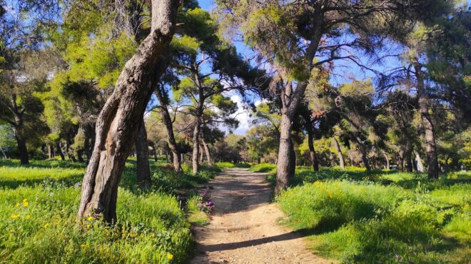 εκ-νέου-σε-κίνδυνο-πνεύμονας-πρασίνου-562875850