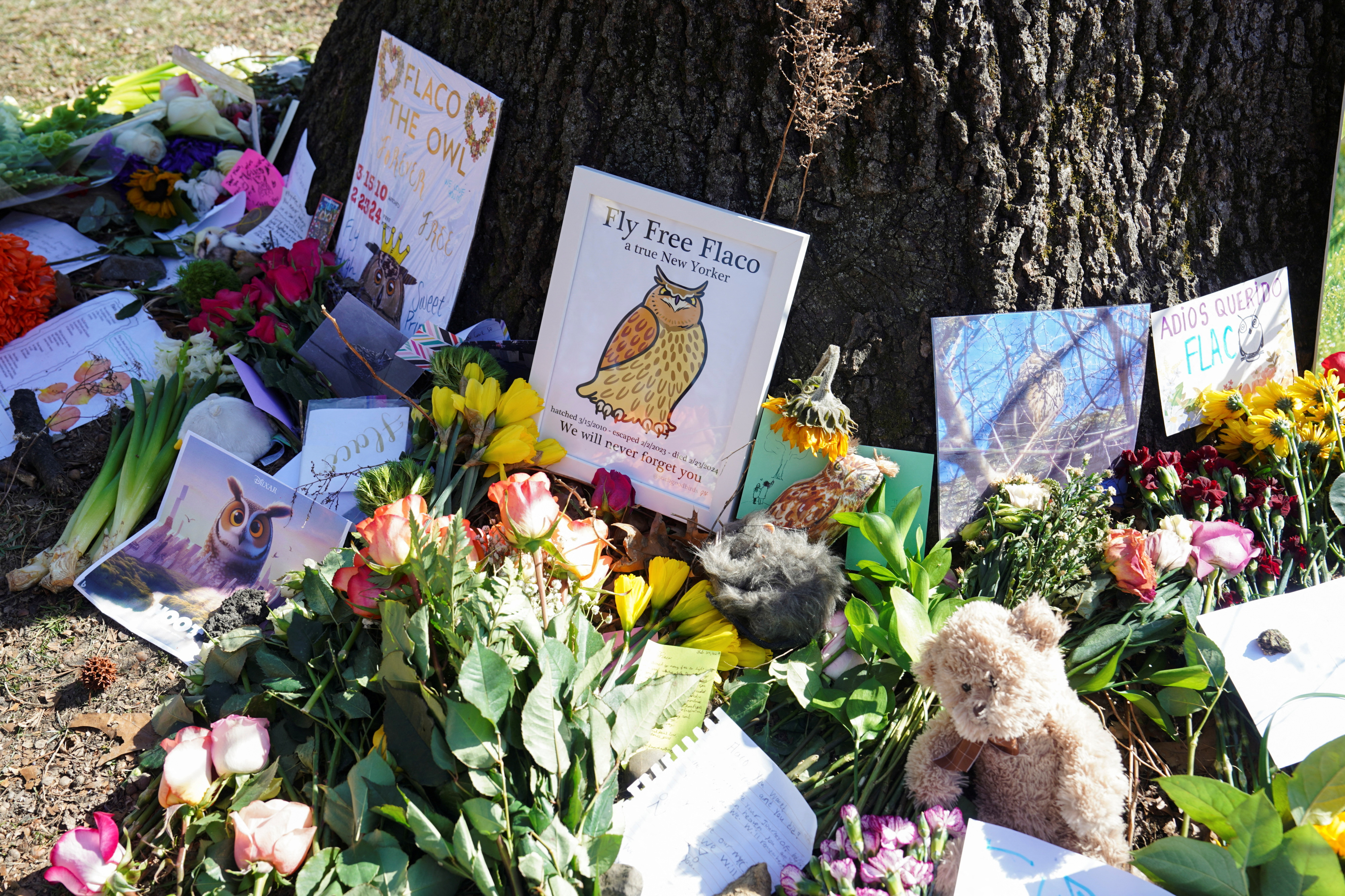 Τι σκότωσε τον Φλάκο; Το Μανχάταν θρηνεί τον ξαφνικό θάνατο της διάσημης κουκουβάγιας του-1