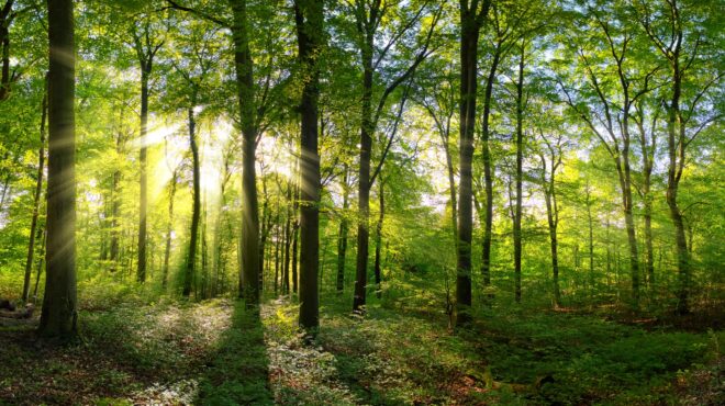 η-αιχμηρή-ματιά-του-οκτάβιο-πας-562865206