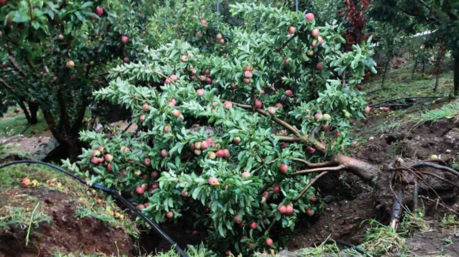 εξωστρέφεια-παρά-τις-πληγές-του-daniel-562886710