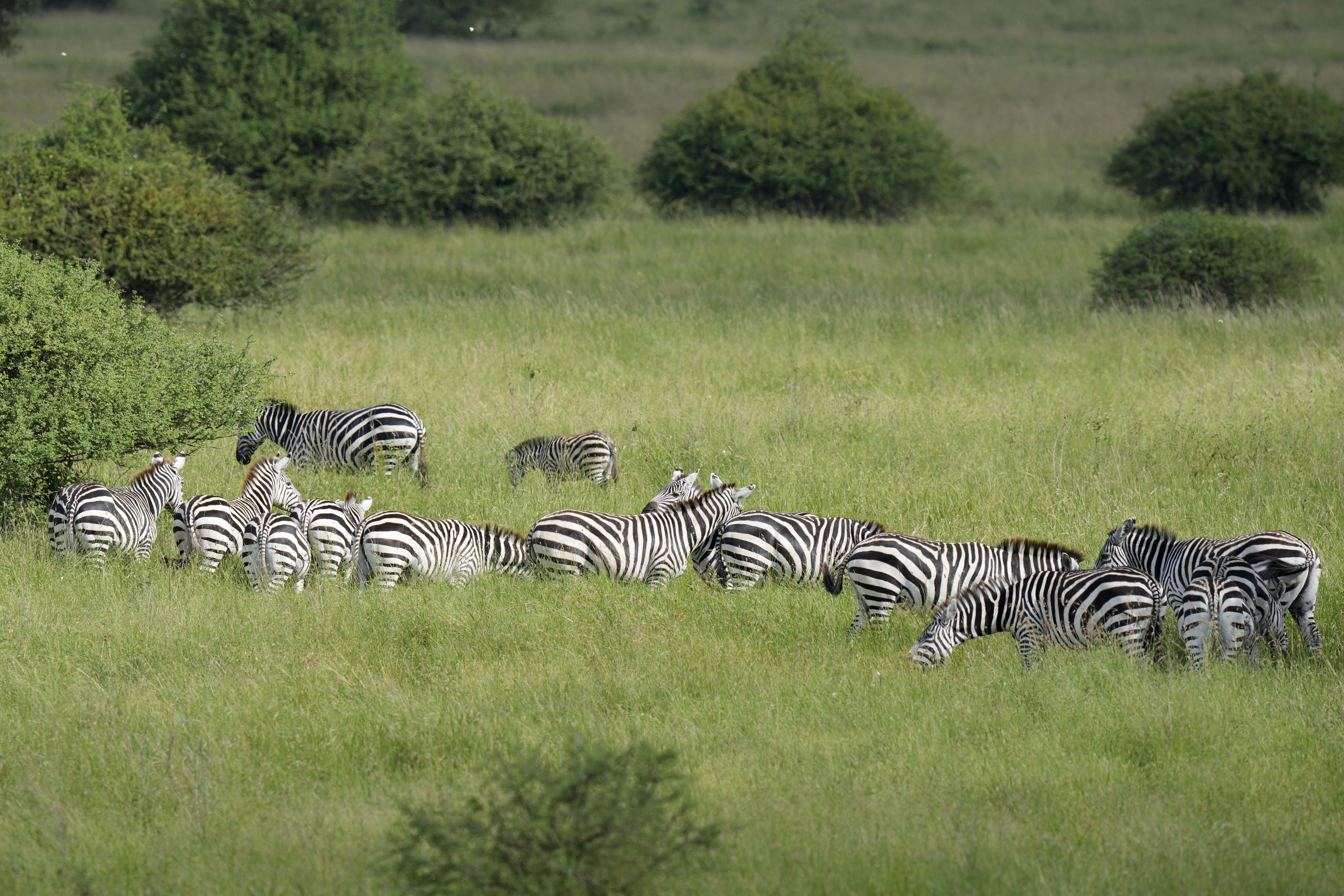 Ο βασιλιάς των ζώων απειλείται από έναν αναπάντεχο εχθρό: Το μυρμήγκι-1