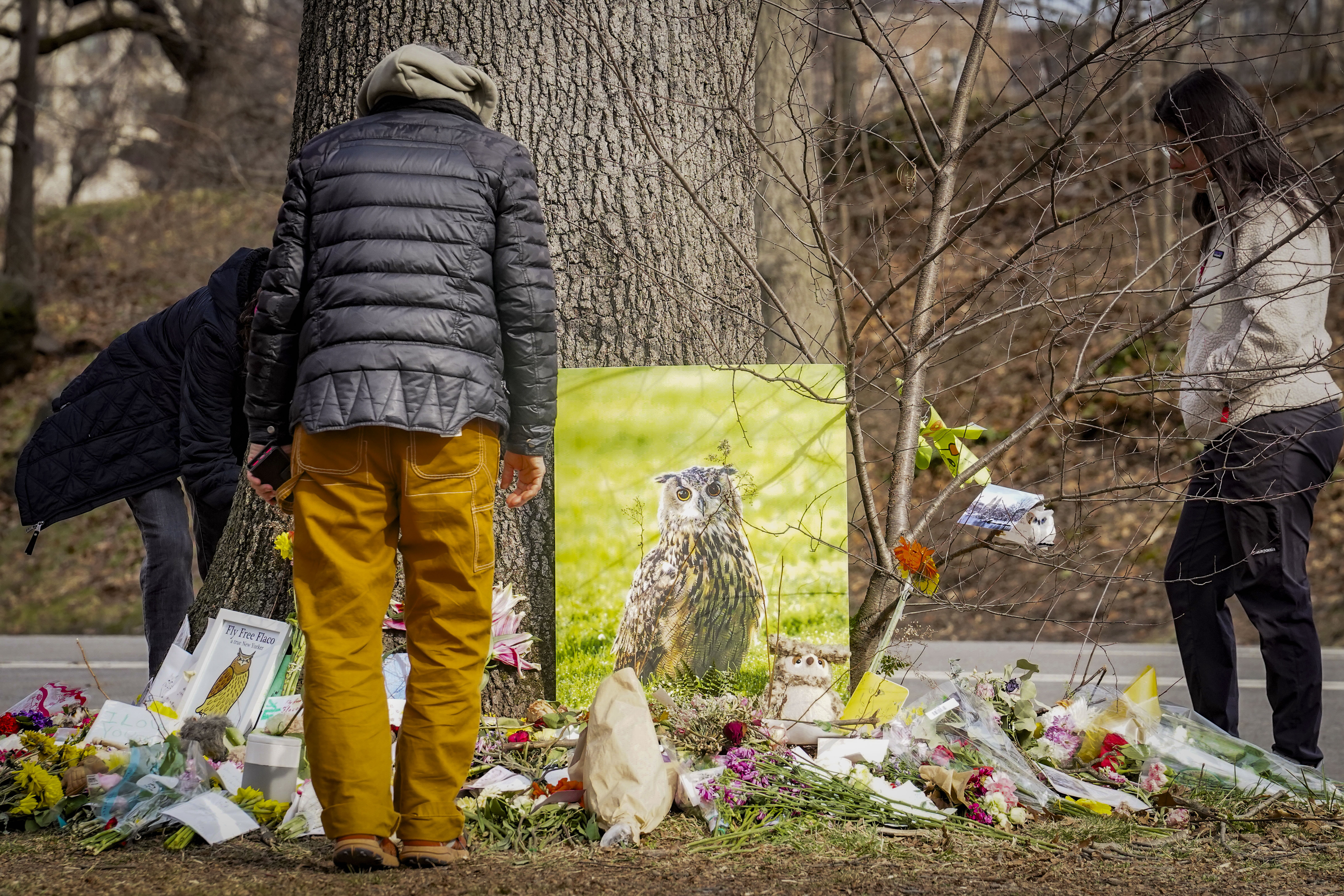 Τι σκότωσε τον Φλάκο; Το Μανχάταν θρηνεί τον ξαφνικό θάνατο της διάσημης κουκουβάγιας του-2