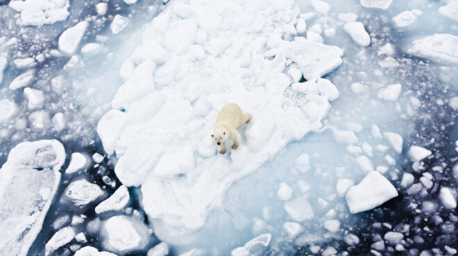 οι-πάγοι-λιώνουν-οι-πολικές-αρκούδες-λ-562884964