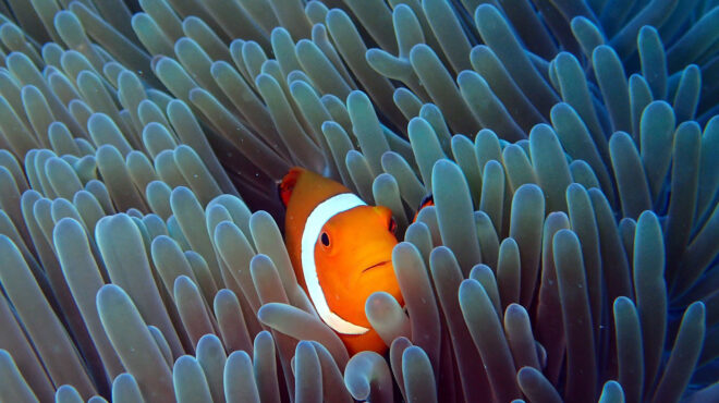 επιθετικά-και-αφιλόξενα-πώς-τα-ψάρια-κ-562866691