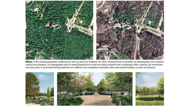 το-τατόι-ανθίζει-με-το-βλέμμα-στο-μέλ-562870627