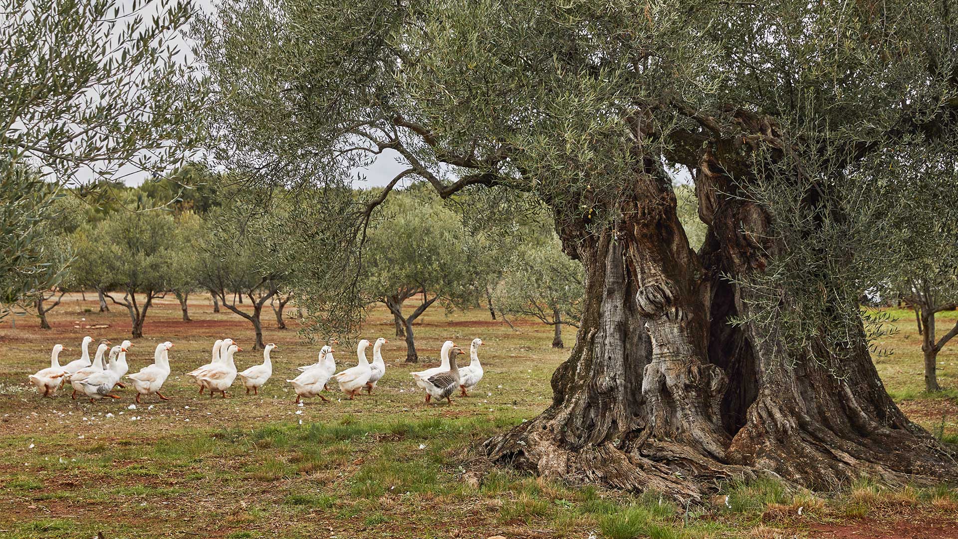 5 μαγικοί ξενώνες της Πελοποννήσου που πρέπει να γνωρίσετε-11
