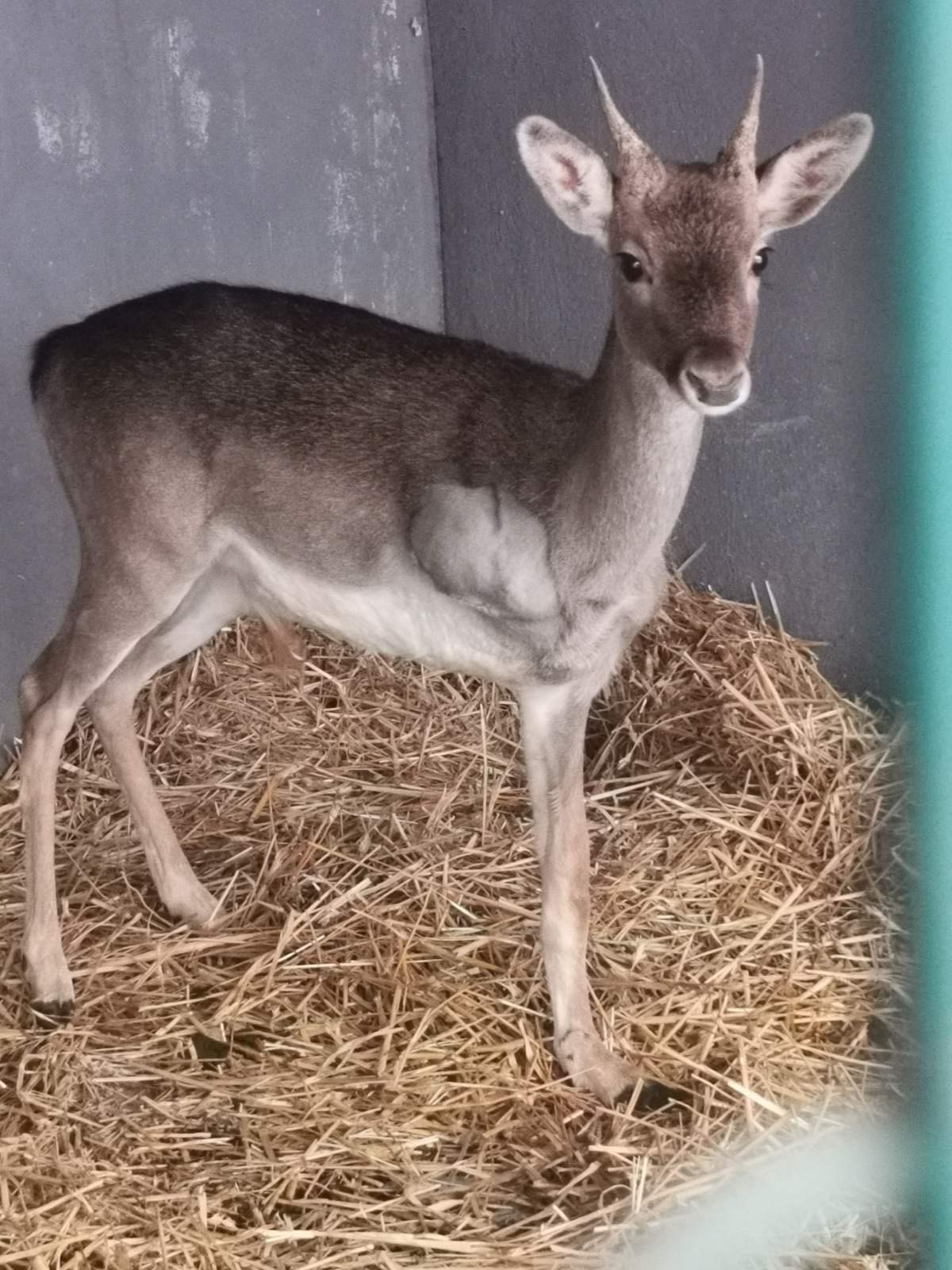 Ο μαχητής της Ρόδου επέστρεψε σπίτι του-3