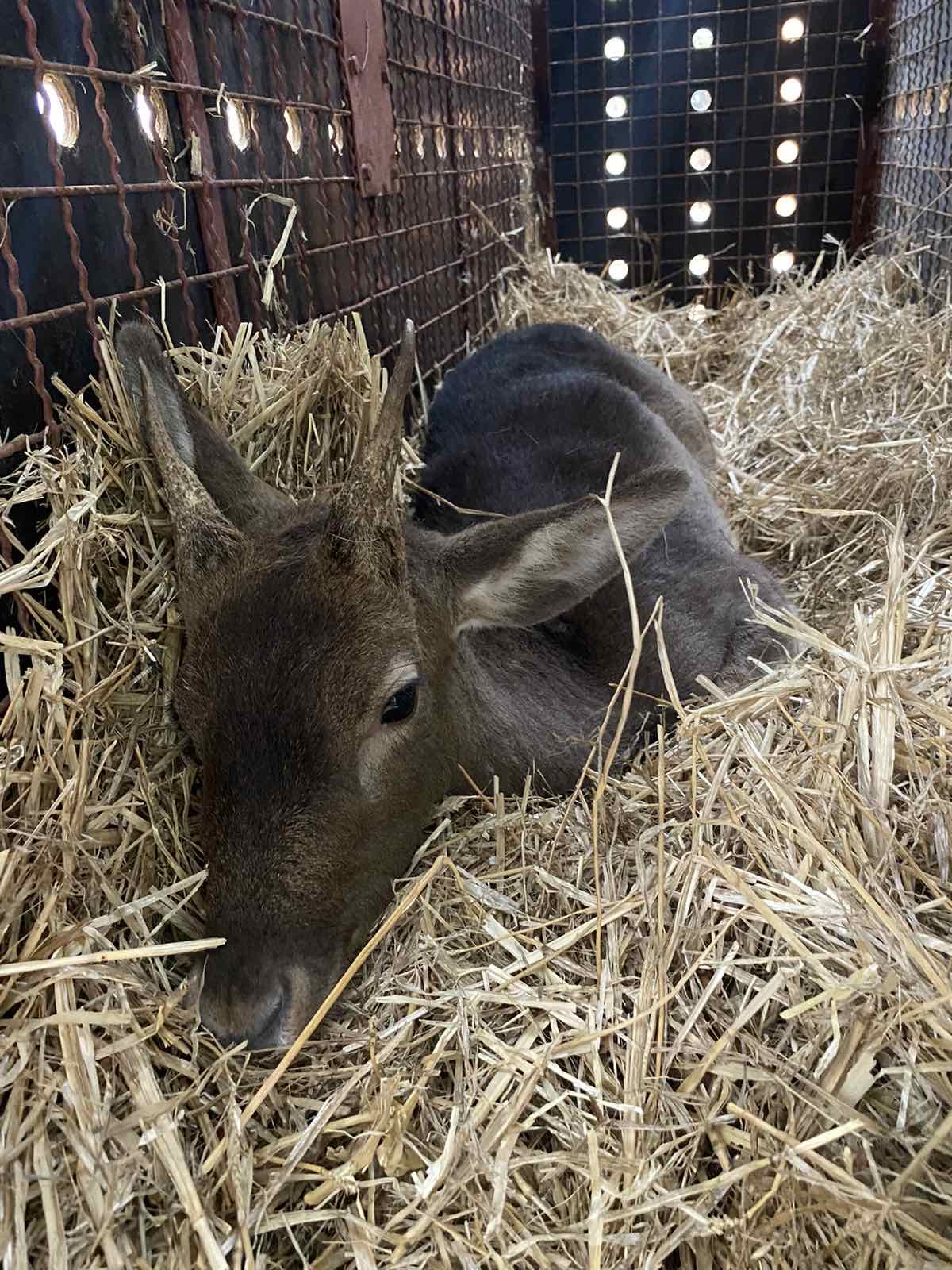 Ο μαχητής της Ρόδου επέστρεψε σπίτι του-4