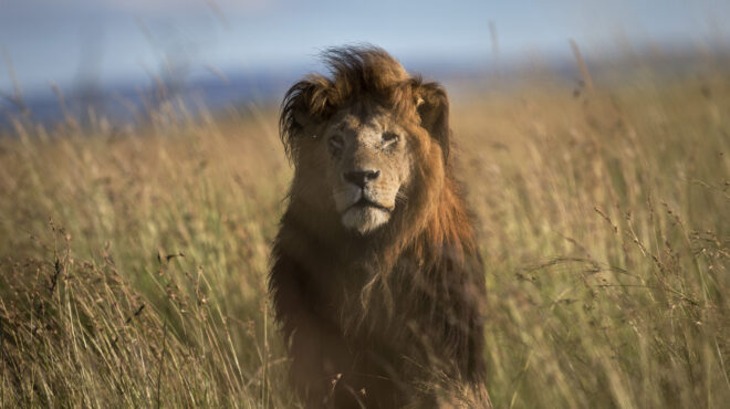 ο-βασιλιάς-των-ζώων-απειλείται-από-ένα-562866766