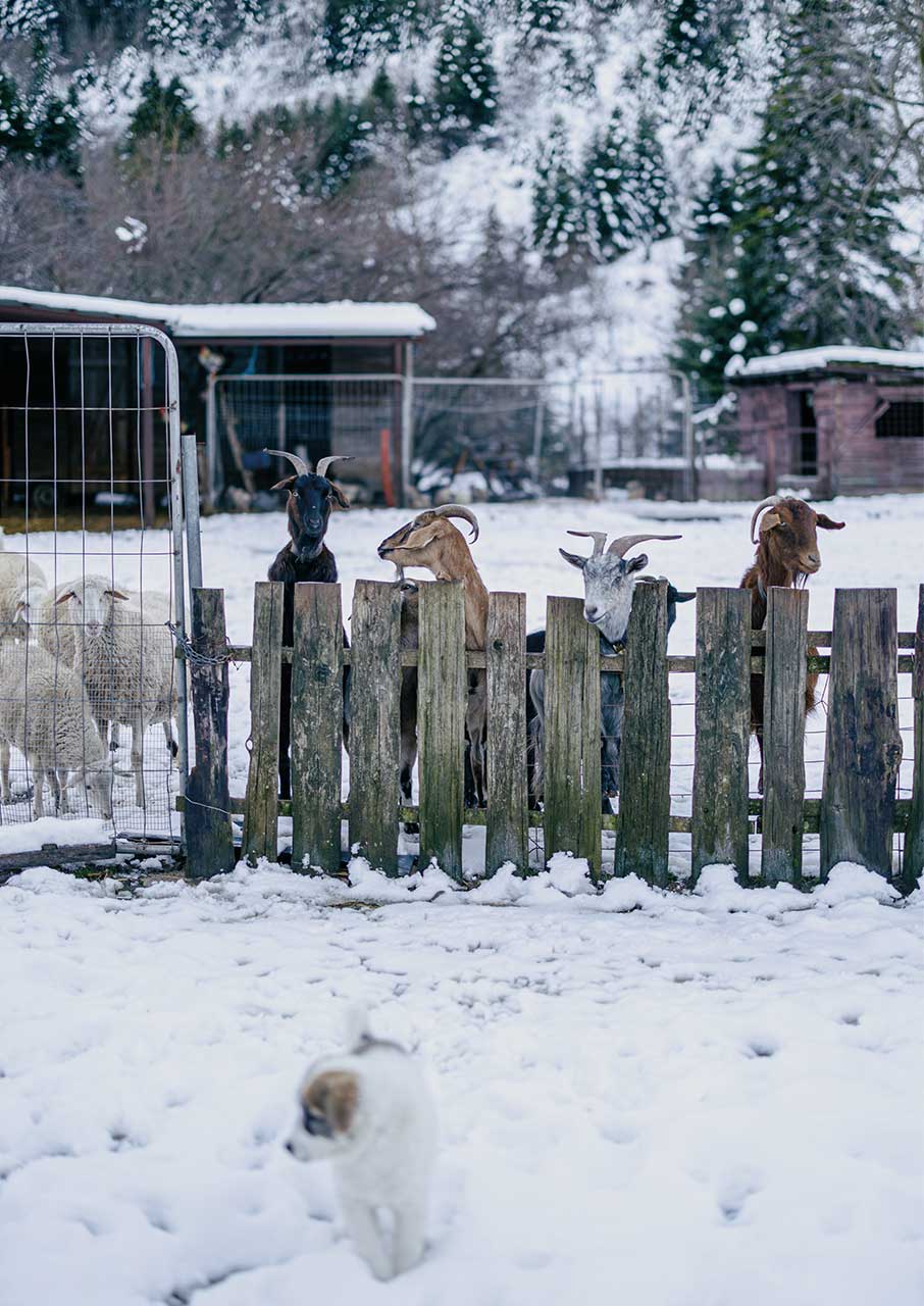 5 μαγευτικοί ξενώνες που πρέπει να επισκεφθείτε στη Θεσσαλία-4