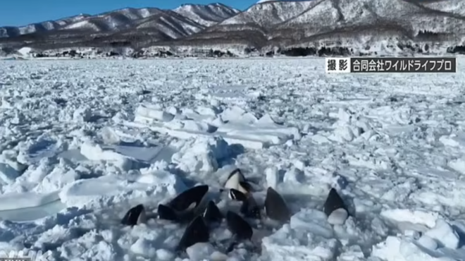 ιαπωνία-ανησυχία-για-τις-όρκες-που-παγ-562868581
