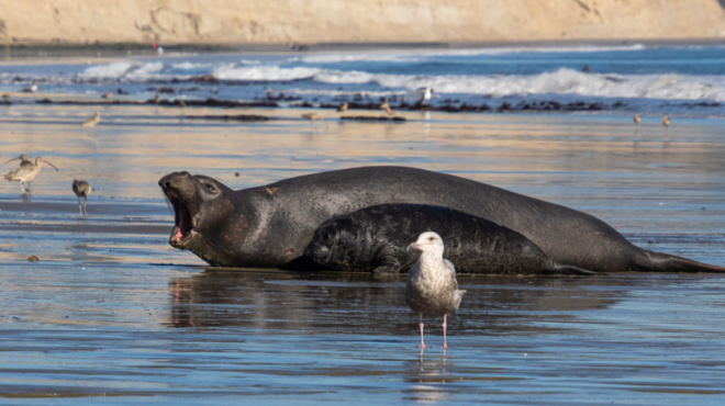 ναυαγοσώστης-δύο-τόνων-πώς-ένας-θαλ-562872664