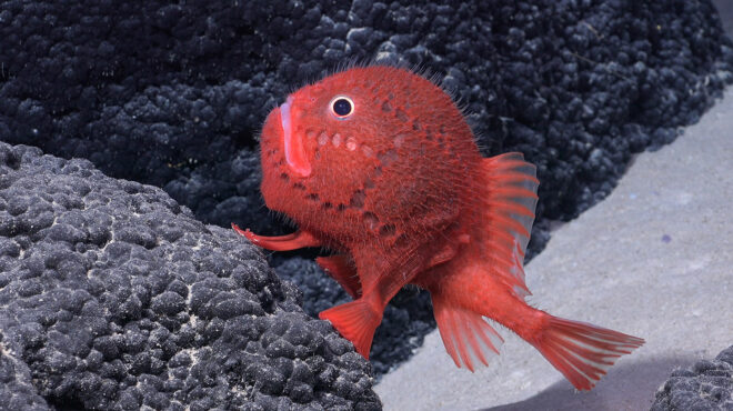 ανακαλύφθηκαν-πάνω-από-100-νέα-είδη-ζωής-562904353