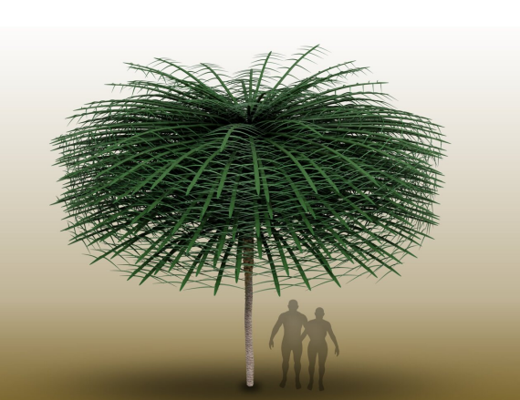 Σπάνιο και «αλλόκοτο» απολίθωμα αποκαλύπτει πώς ήταν τα δέντρα 350 εκατ. χρόνια πριν-1