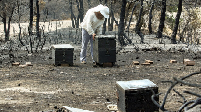 oι-μάχες-των-μελισσοκόμων-562877866