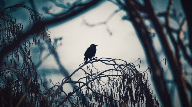 εισαγωγή-στο-σκοτεινό-σύμπαν-του-πόε-562877887