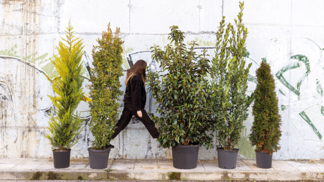 πώς-θα-φτιάξετε-έναν-αδιαπέραστο-φράχ-562896976