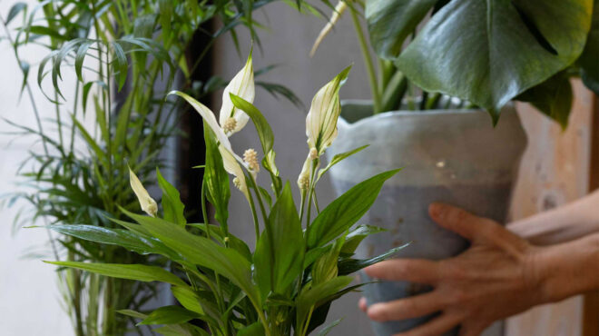 πώς-θα-διατηρήσετε-υγιή-τα-φυτά-εσωτερ-562863136