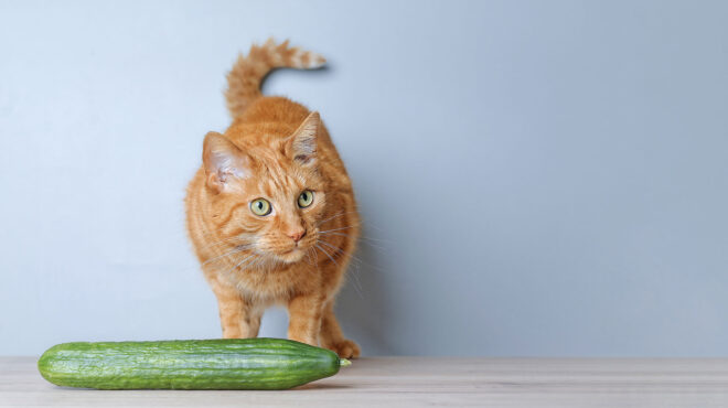 πού-τελειώνουν-οι-φάρσες-και-πού-αρχίζ-562897072