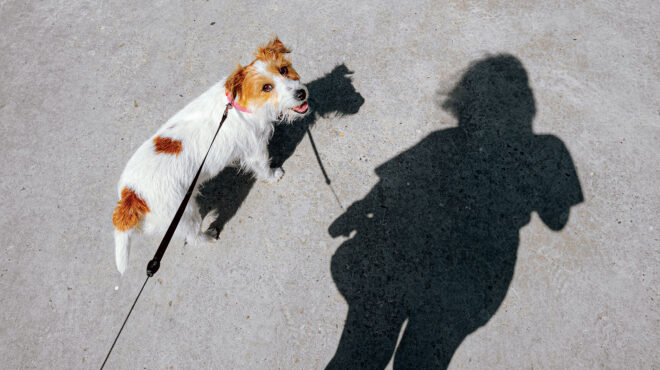 γιατί-η-εκπαίδευση-των-σκύλων-δεν-αρκε-562887316