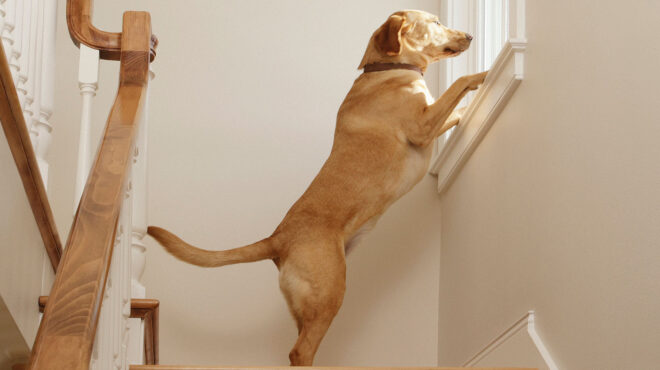 γιατί-είναι-επιθετικά-τα-σκυλιά-που-απ-562863208