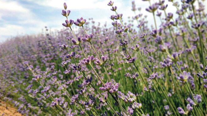 πώς-τα-ελληνικά-βότανα-χαρίζουν-χαλάρ-562905196