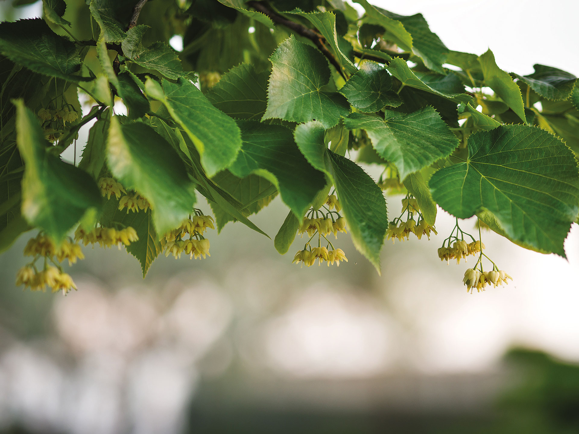 Πώς τα ελληνικά βότανα χαρίζουν χαλάρωση και άλλες ιδιότητες που δεν φαντάζεστε-3