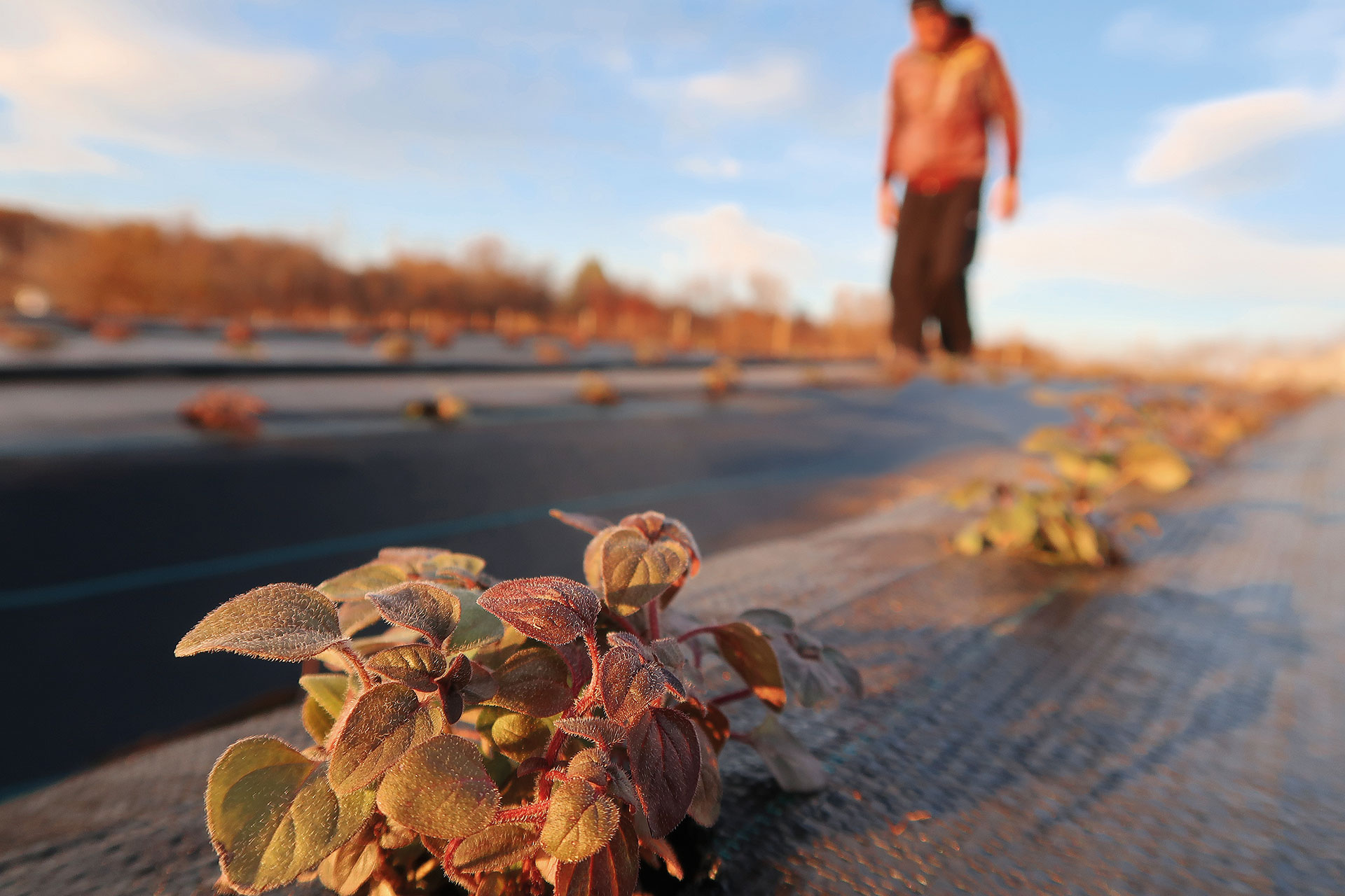 Πώς τα ελληνικά βότανα χαρίζουν χαλάρωση και άλλες ιδιότητες που δεν φαντάζεστε-4