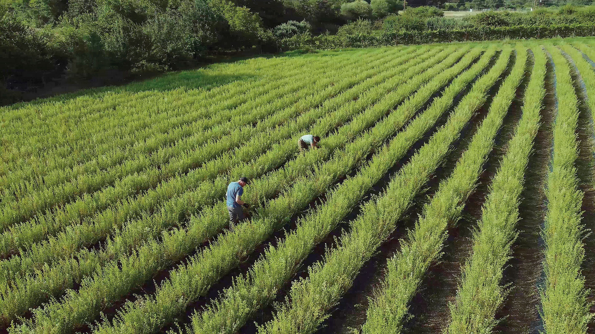 Πώς τα ελληνικά βότανα χαρίζουν χαλάρωση και άλλες ιδιότητες που δεν φαντάζεστε-5