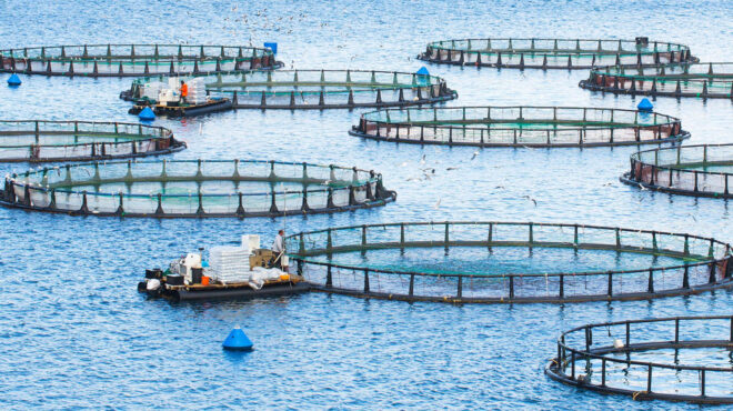 τα-μυστήρια-της-ελληνικής-τσιπούρας-562878109