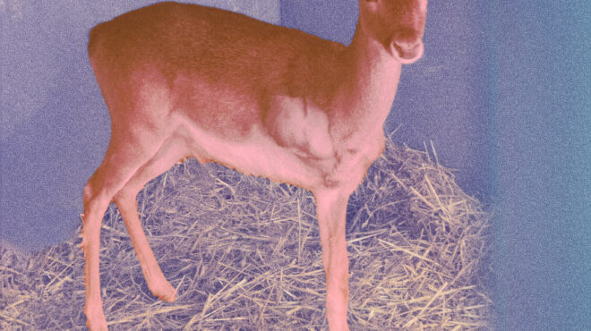 ρόδος-ελεύθερα-τα-ελάφια-562904779